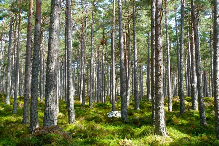 the-global-environment